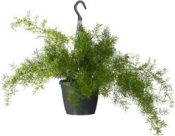 Sierasperge In Hangpot (Asparagus Densiflorus 'Sprengeri') D 19 H 50 Cm