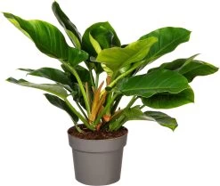 Philodendron (Philodendron 'Imperial Green' ) D 24 H 70 Cm