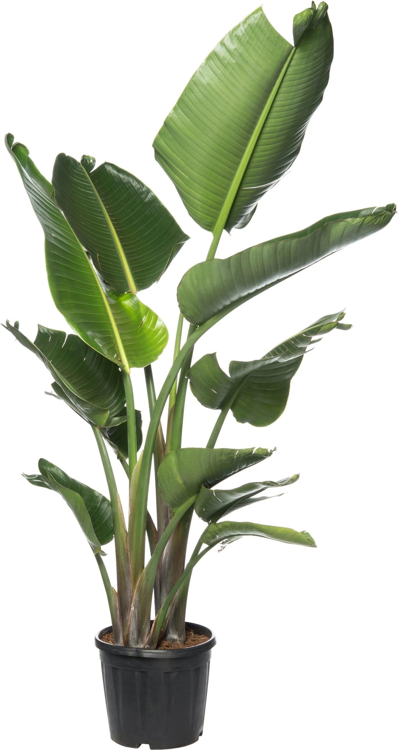 Paradijsvogelplant (Strelitzia Nicolai) D 35 H 160 Cm 1 Paradijsvogelplant (Strelitzia Nicolai) D 35 H 160 Cm