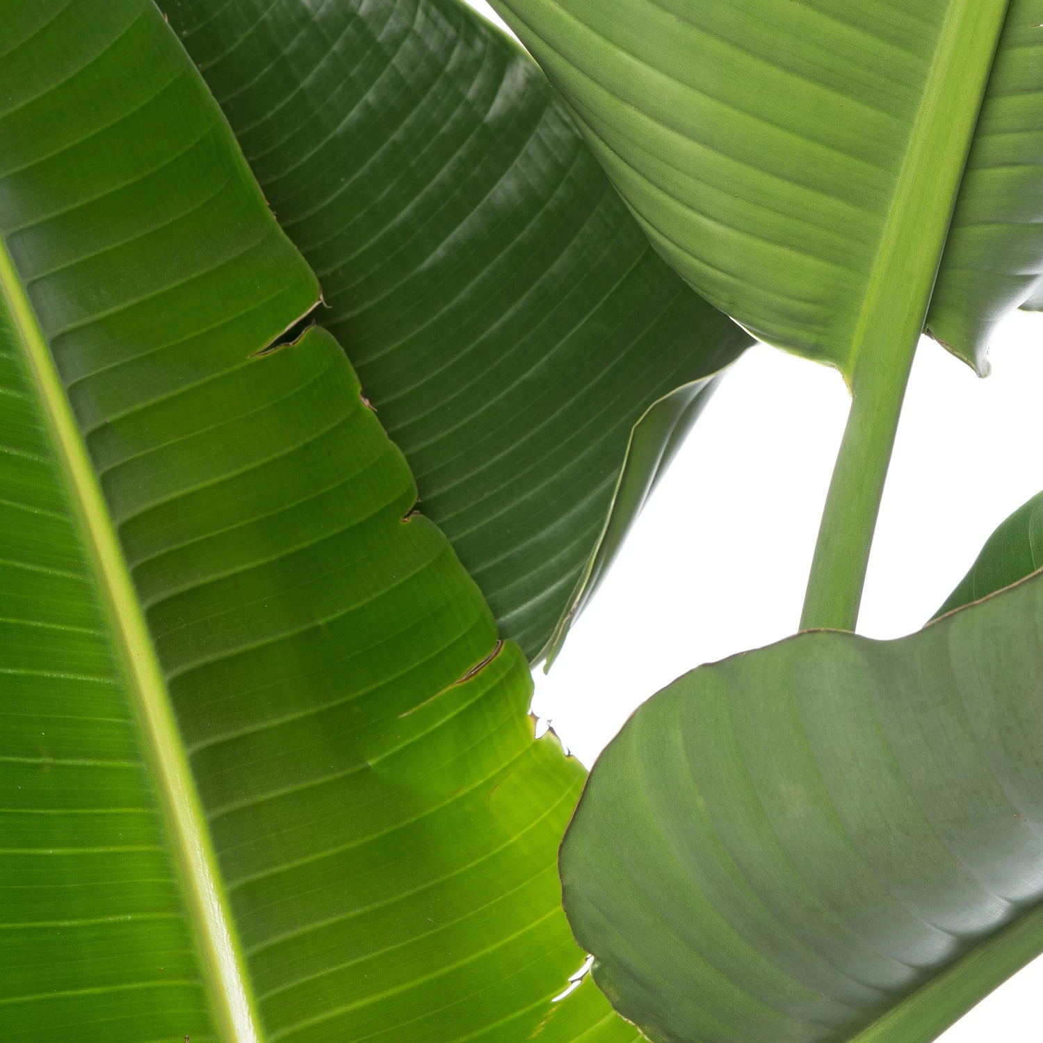 Paradijsvogelplant (Strelitzia Nicolai) D 35 H 160 Cm 2 Paradijsvogelplant (Strelitzia Nicolai) D 35 H 160 Cm - Afbeelding 2