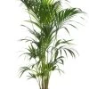 Kentiapalm (Howea Forsteriana) D 27 H 180 Cm
