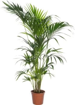 Kentiapalm (Howea Forsteriana) D 27 H 180 Cm