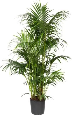 Kentiapalm (Howea Forsteriana) D 37 H 210 Cm