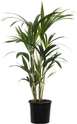 Kentiapalm (Howea Forsteriana) D 17 H 90 Cm