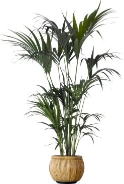 Kentia Palm (Howea Forsteriana) D 24 H 170 Cm
