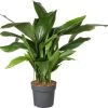 Kwartjesplant (Aspidistra Elatior) D 22 H 60 Cm