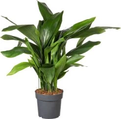 Kwartjesplant (Aspidistra Elatior) D 22 H 60 Cm