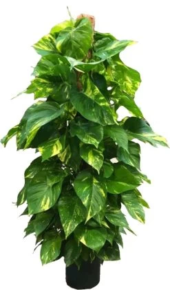 Scindapsus Op Mosstok (Epipremnum Pinnatum 'Aureum') D 22 H 125 Cm