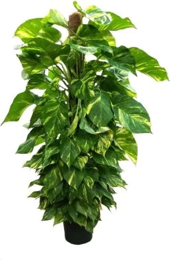Scindapsus Op Mosstok (Epipremnum Pinnatum 'Aureum') D 25 H 150 Cm