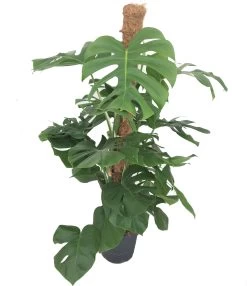 Monstera Met Mosstok (Monstera Pertusum) D 22 H 100 Cm