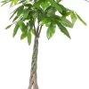 Geldboom (Pachira Aquatica) D 24 H 125 Cm