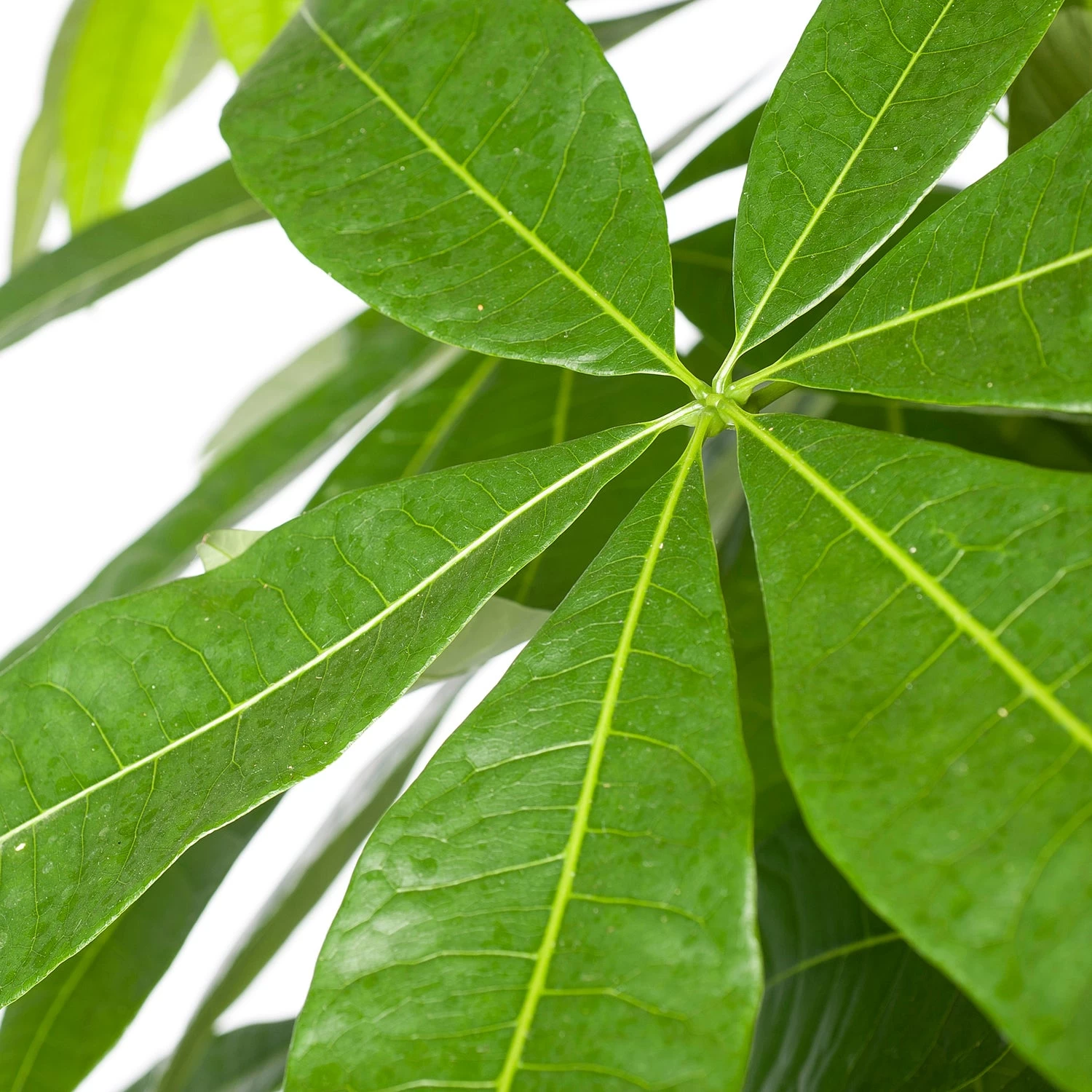 Geldboom (Pachira Aquatica) D 24 H 125 Cm 2 Geldboom (Pachira Aquatica) D 24 H 125 Cm - Afbeelding 2