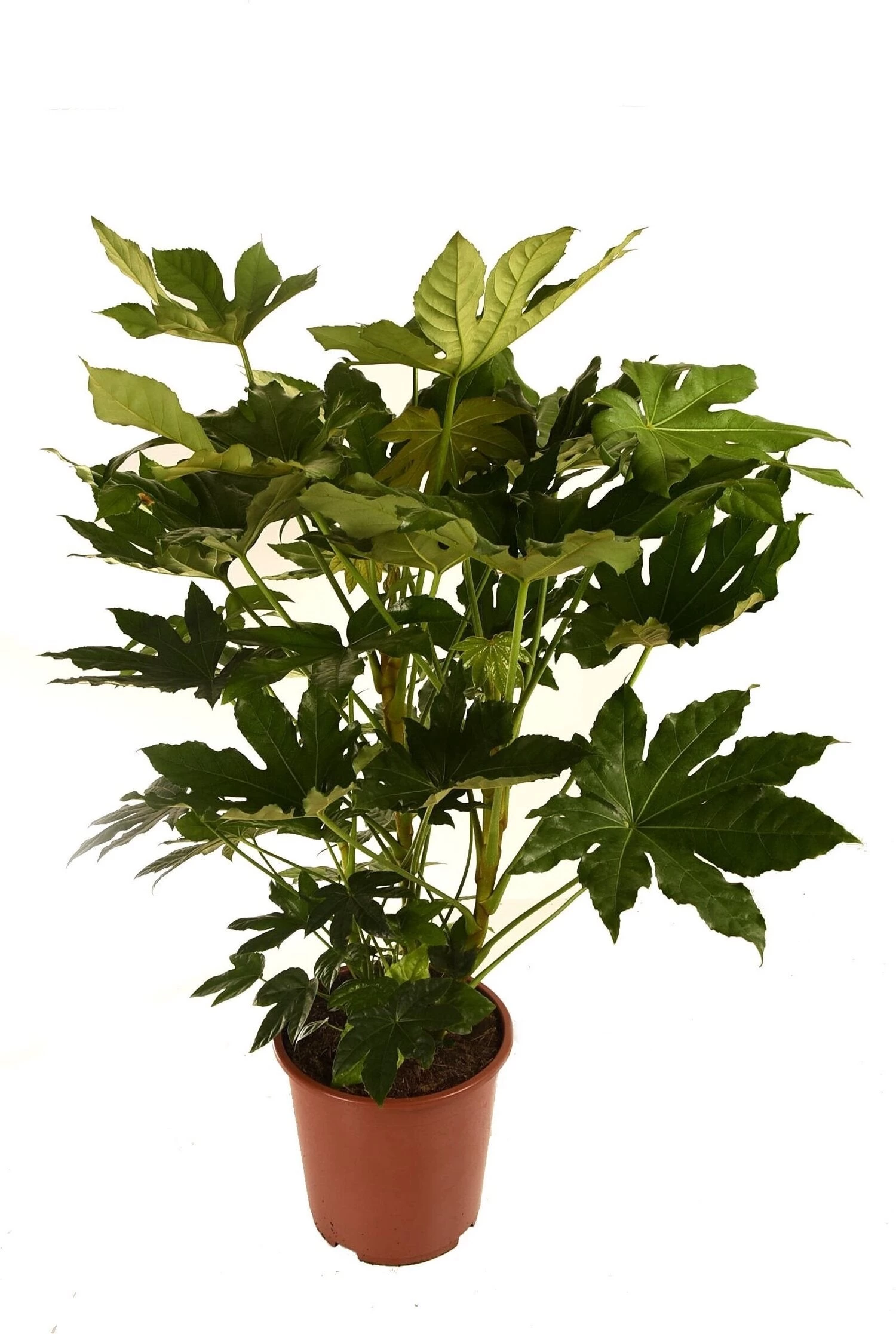 Vingerplant (Fatsia Japonica) D 21 H 90 Cm 2 Vingerplant (Fatsia Japonica) D 21 H 90 Cm - Afbeelding 2