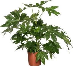Vingerplant (Fatsia Japonica) D 27 H 100 Cm