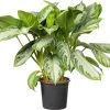 Aglaonema (Aglaonema 'Silver Bay') D 21 H 55 Cm