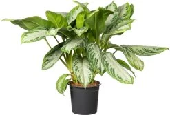 Aglaonema (Aglaonema 'Silver Bay') D 21 H 55 Cm