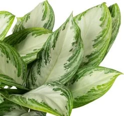 Aglaonema (Aglaonema 'Silver Bay') D 21 H 55 Cm -Kortingswinkel Voor Kamerplanten 8717263761587 2