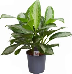 Aglaonema (Aglaonema 'Diamond Bay') D 21 H 60 Cm