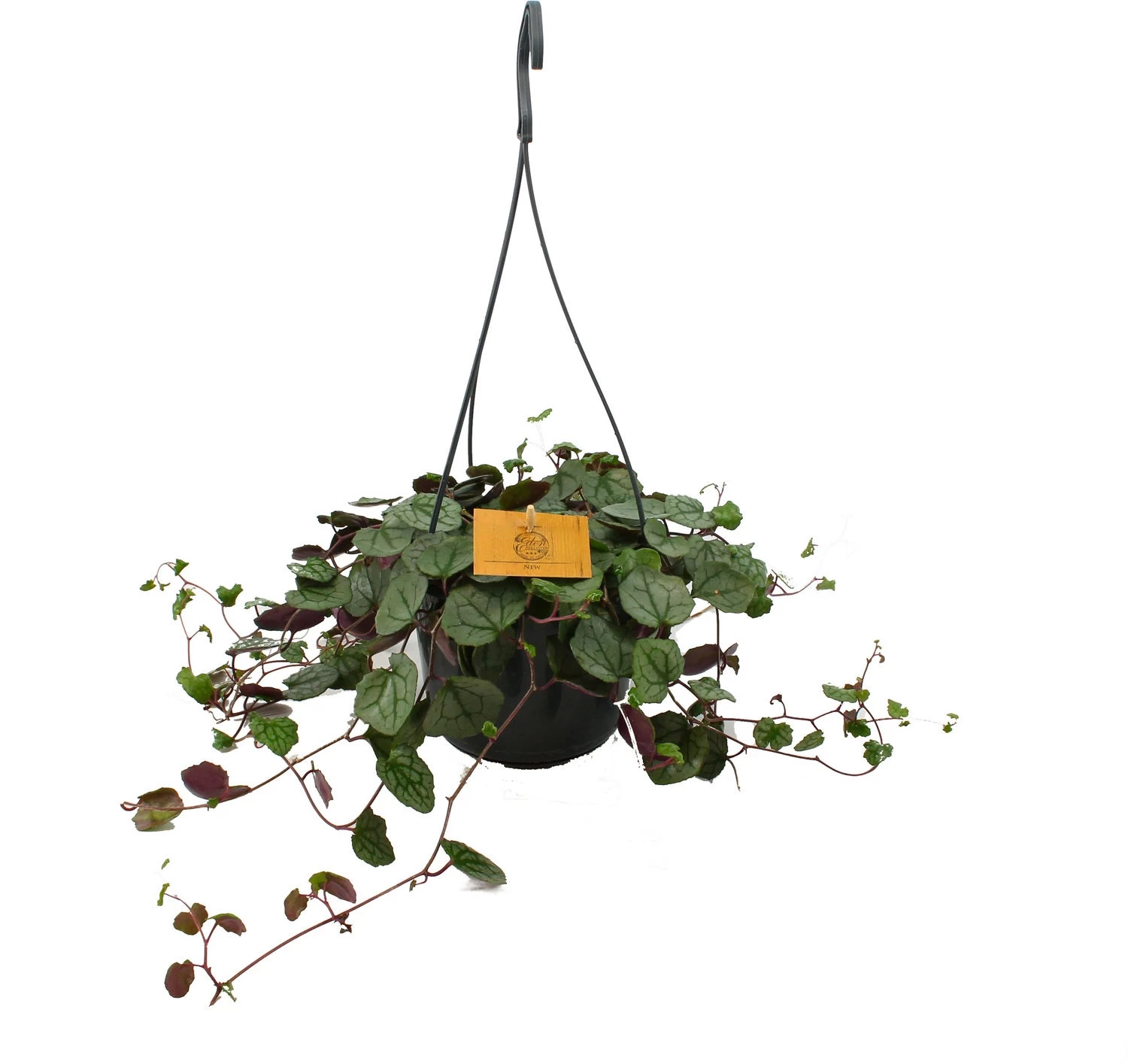 Hangend Kruiskruid (Senecio Mikanoides) D 15 H 25 Cm 1 Hangend Kruiskruid (Senecio Mikanoides) D 15 H 25 Cm