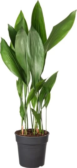 Kwartjesplant (Aspidistra Elatior) D 24 H 110 Cm