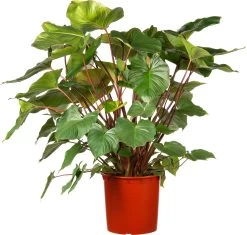 Homalomena (Homalomena Rubescens 'Maggy') D 34 H 120 Cm