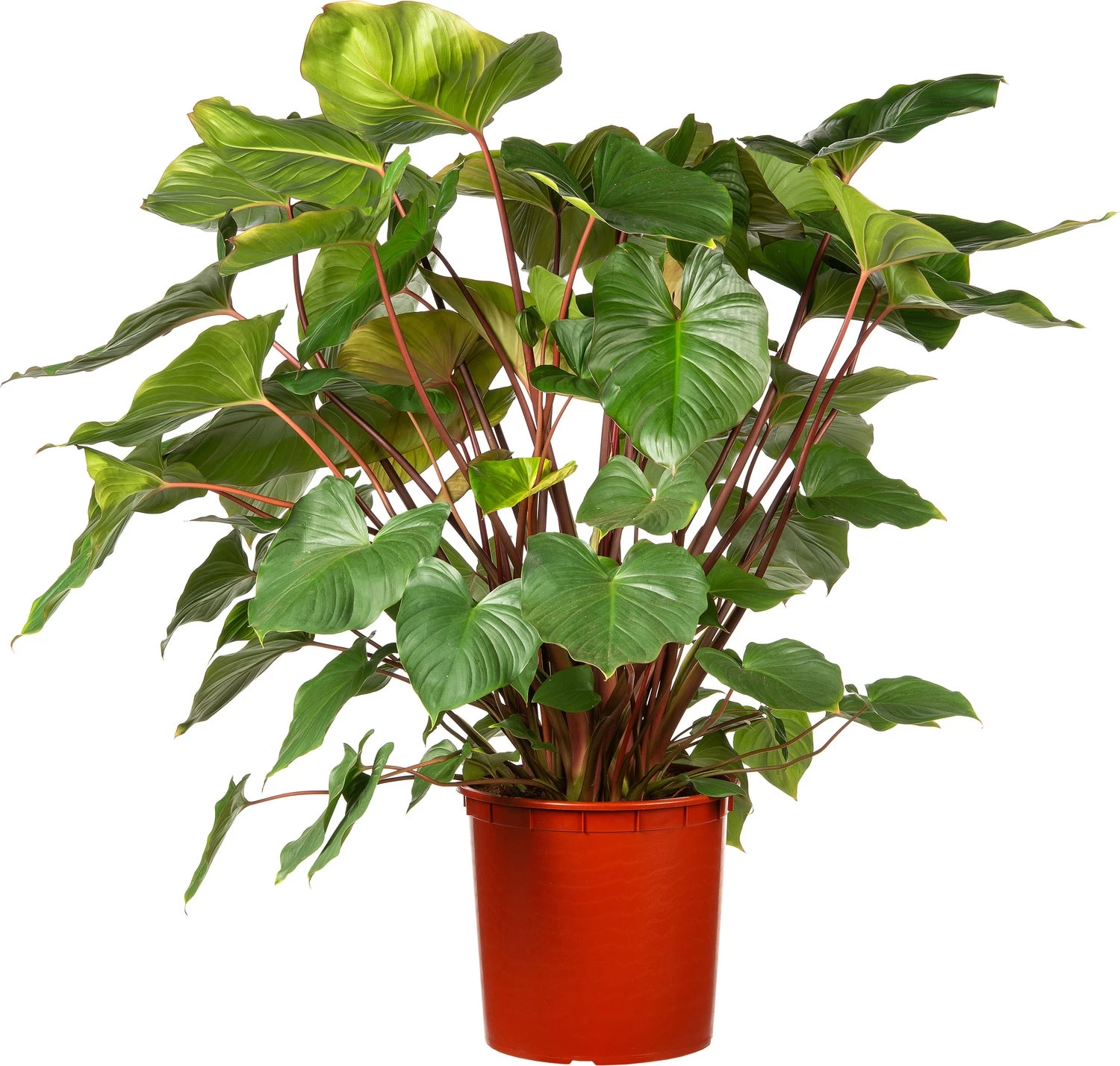 Homalomena (Homalomena Rubescens 'Maggy') D 34 H 120 Cm 1 Homalomena (Homalomena Rubescens 'Maggy') D 34 H 120 Cm