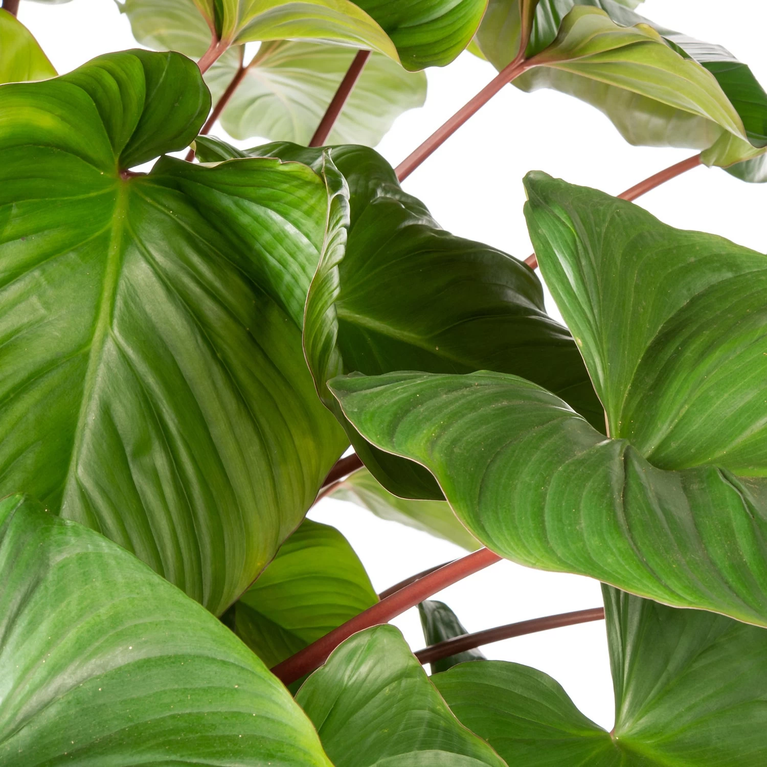 Homalomena (Homalomena Rubescens 'Maggy') D 34 H 120 Cm 2 Homalomena (Homalomena Rubescens 'Maggy') D 34 H 120 Cm - Afbeelding 2