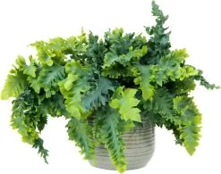 Blauwvaren (Phlebodium Aureum 'Davana') D 17 H 45 Cm