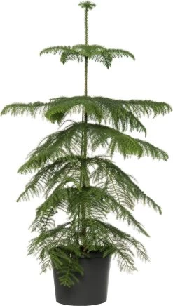 Kamerden (Araucaria Heterophylla) D 14 H 60 Cm