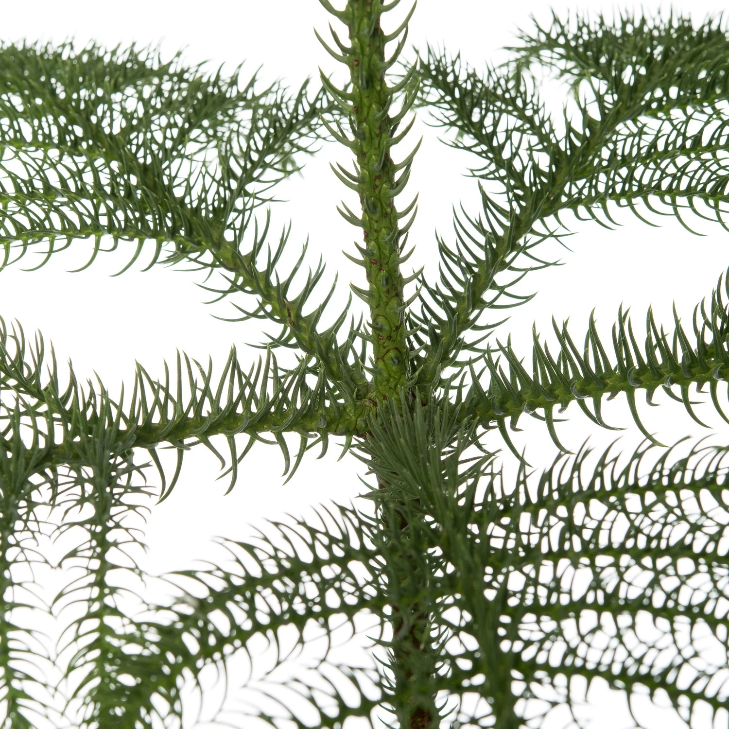 Kamerden (Araucaria Heterophylla) D 14 H 60 Cm 2 Kamerden (Araucaria Heterophylla) D 14 H 60 Cm - Afbeelding 2