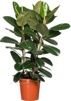 Rubberboom (Ficus Elastica 'Robusta') D 30 H 130 Cm