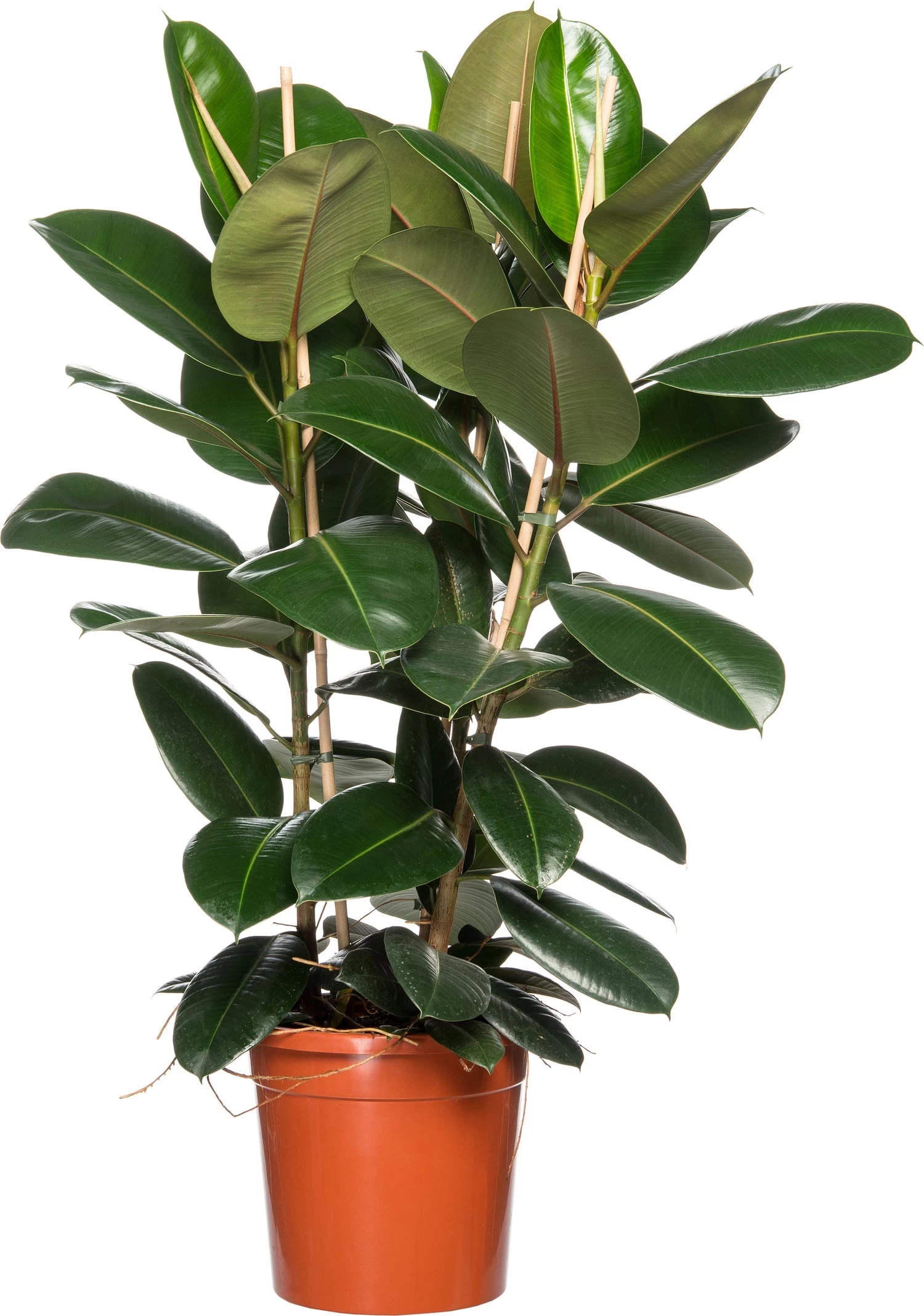 Rubberboom (Ficus Elastica 'Robusta') D 30 H 130 Cm 1 Rubberboom (Ficus Elastica 'Robusta') D 30 H 130 Cm
