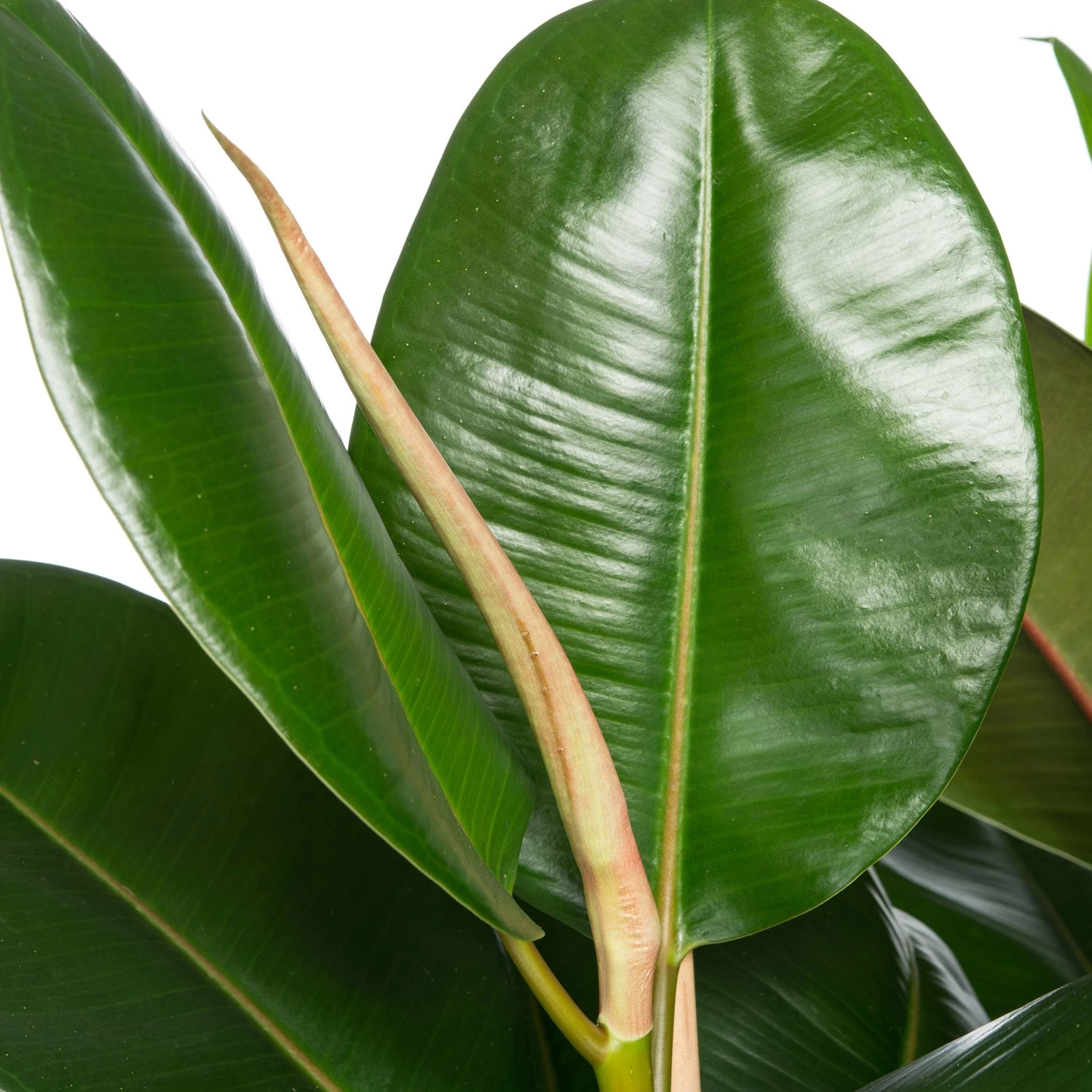 Rubberboom (Ficus Elastica 'Robusta') D 30 H 130 Cm 2 Rubberboom (Ficus Elastica 'Robusta') D 30 H 130 Cm - Afbeelding 2