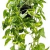 Drakenklimop XXL (Epipremnum Pinnatum 'Aureum') D 24 H 50 Cm