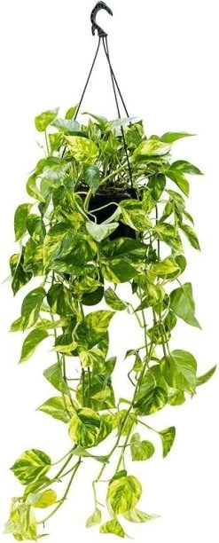 Drakenklimop XXL (Epipremnum Pinnatum 'Aureum') D 24 H 50 Cm