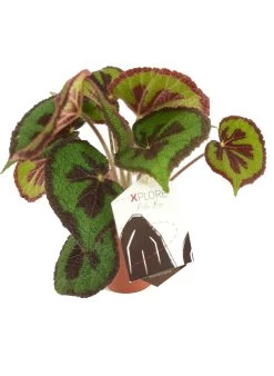 Bladbegonia (Begonia Masoniana 'Mountain') D 15 H 40 Cm