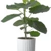 Afrikaanse Vijg (Ficus Umbellata) D 21 H 80 Cm