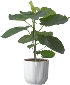 Afrikaanse Vijg (Ficus Umbellata) D 21 H 80 Cm