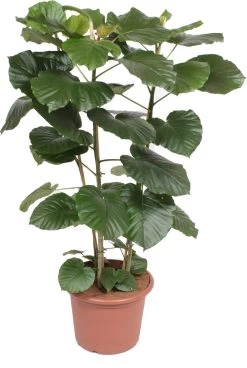 Afrikaanse Vijg (Ficus Umbellata) D 45 H 150 Cm