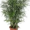 Bergpalm (Chamaedorea Seifrizii) D 45 H 180 Cm
