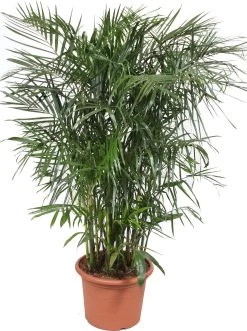 Bergpalm (Chamaedorea Seifrizii) D 45 H 180 Cm