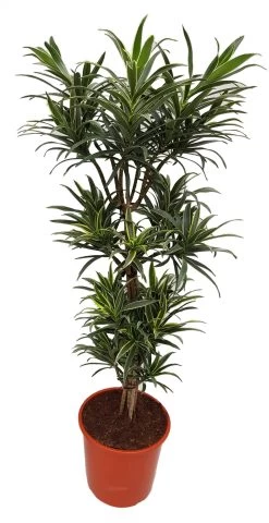Drakenbloedboom (Dracaena Reflexa 'Song Of Valentina') D 24 H 110 Cm