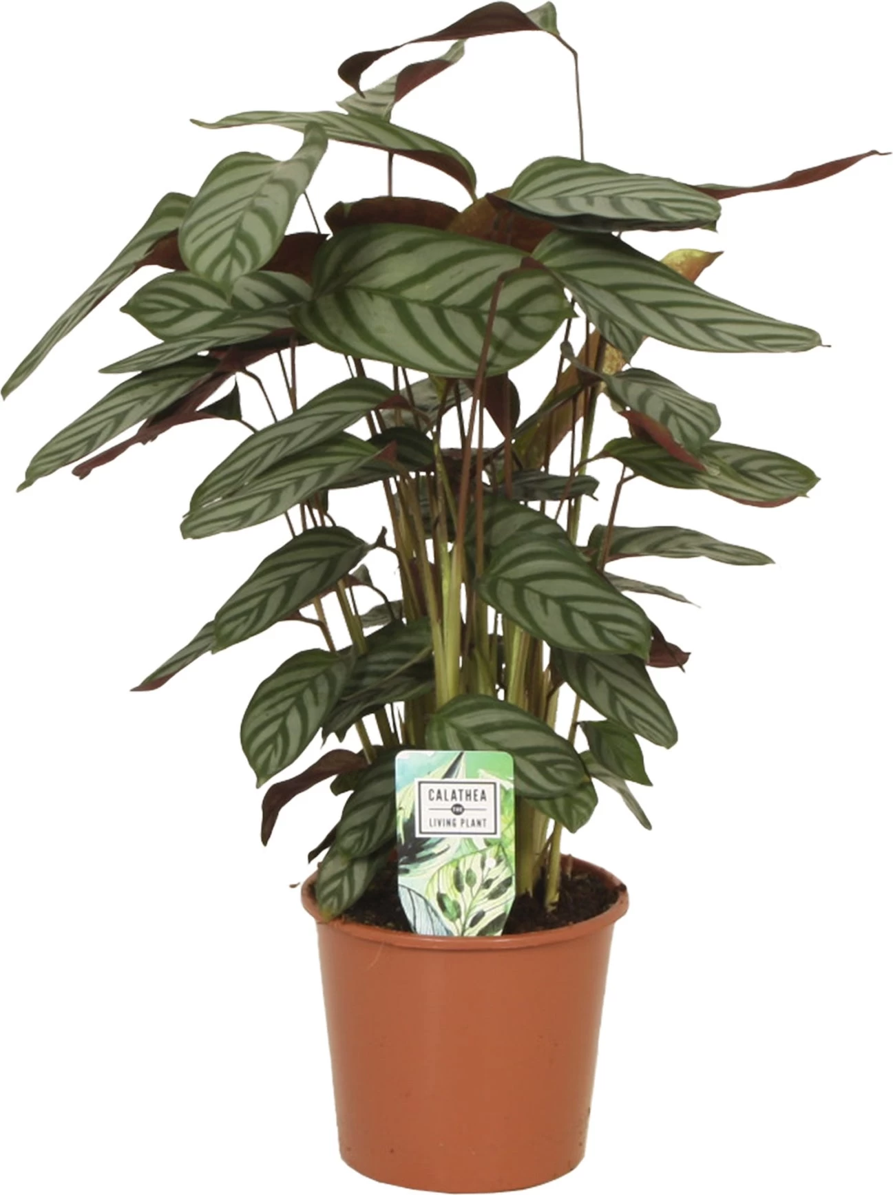 Gebedsplant (Ctenanthe Setosa 'Compactstar') D 17 H 50 Cm 1 Gebedsplant (Ctenanthe Setosa 'Compactstar') D 17 H 50 Cm