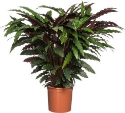 Calathea (Calathea Rufibarba) D 24 H 80 Cm