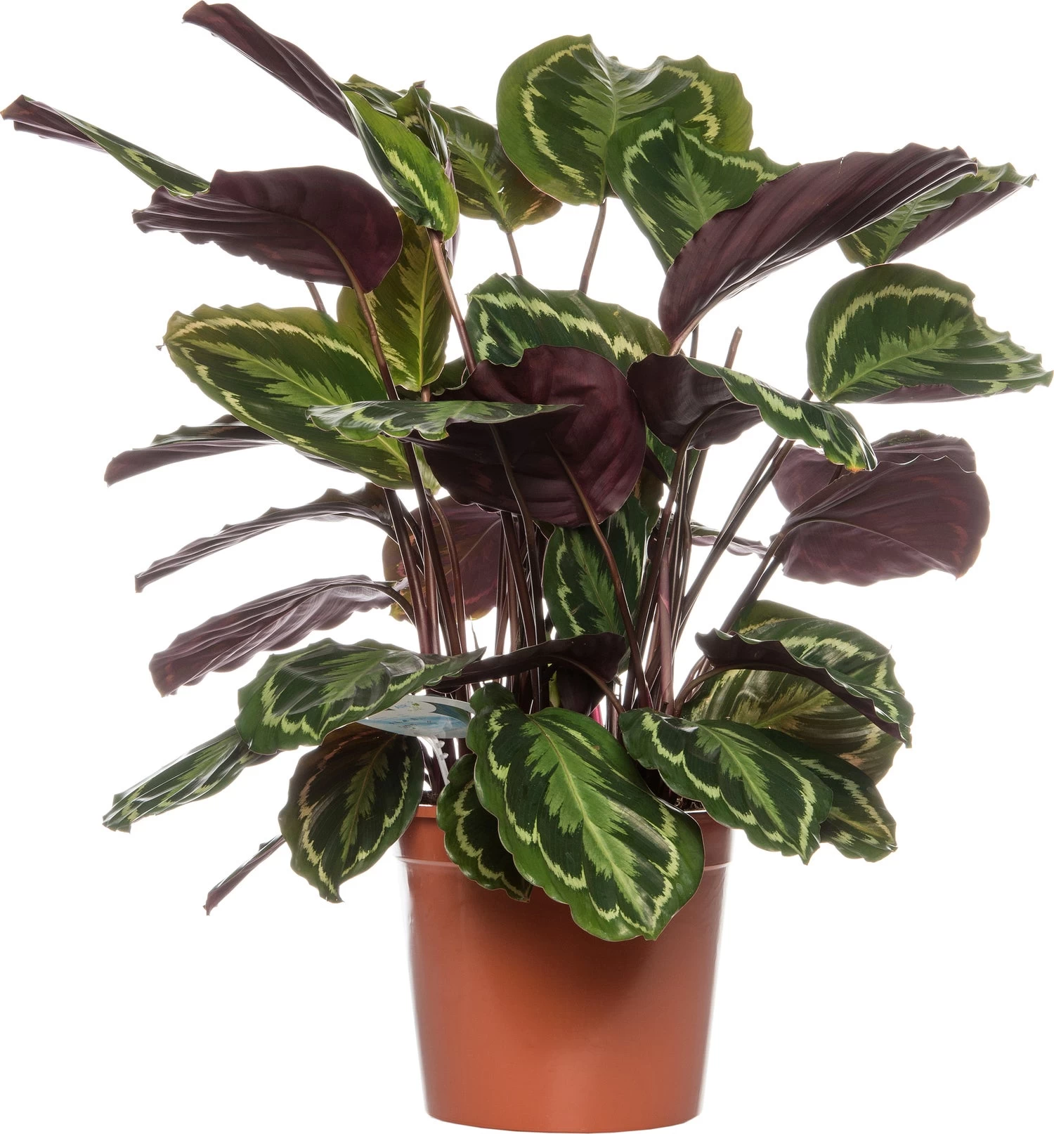 Calathea (Calathea 'Medaillon') D 24 H 80 Cm 1 Calathea (Calathea 'Medaillon') D 24 H 80 Cm