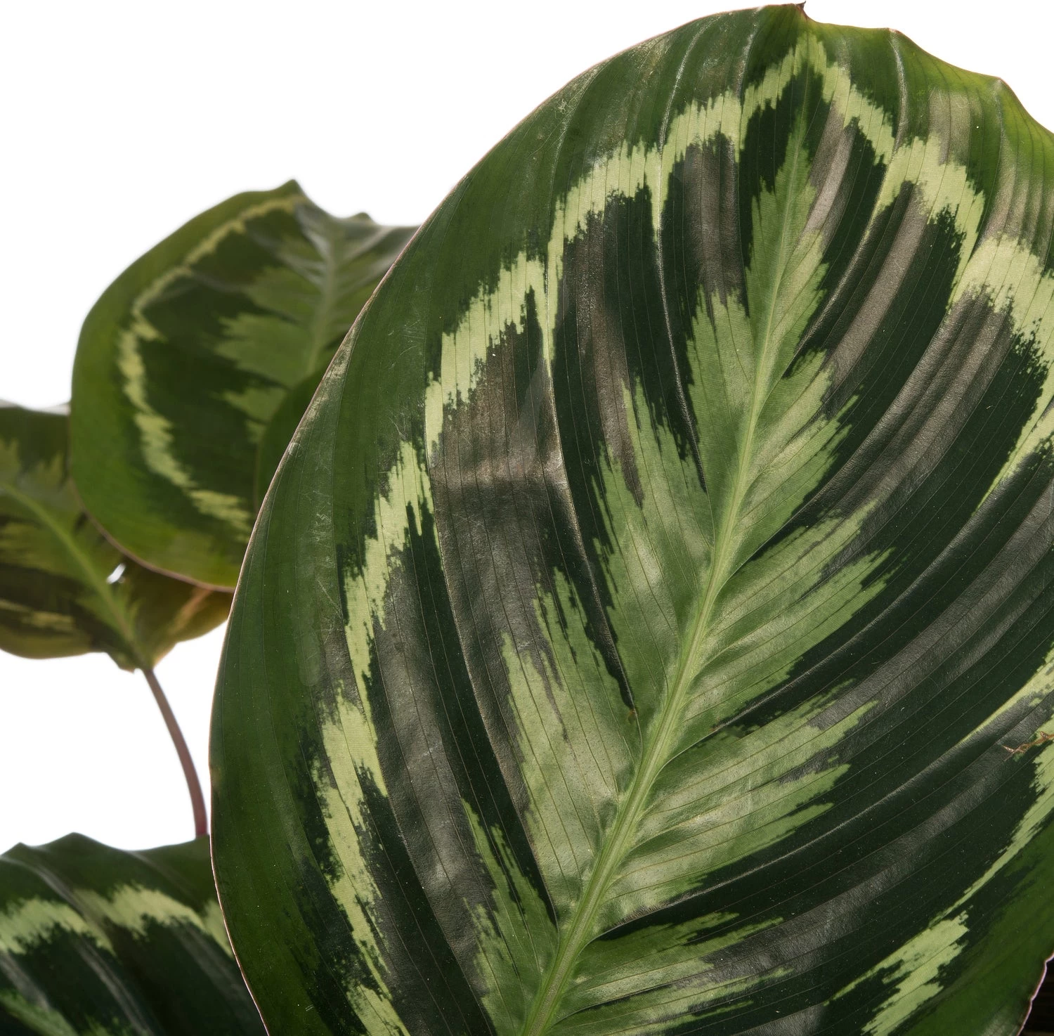 Calathea (Calathea 'Medaillon') D 24 H 80 Cm 2 Calathea (Calathea 'Medaillon') D 24 H 80 Cm - Afbeelding 2