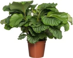 Calathea (Calathea Orbifolia) D 24 H 80 Cm
