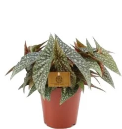 Stippenbegonia (Begonia Cane 'Hotspot') D 15 H 30 Cm