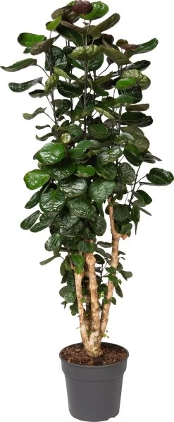 Aralia (Polyscias 'Fabian') D 31 H 150 Cm