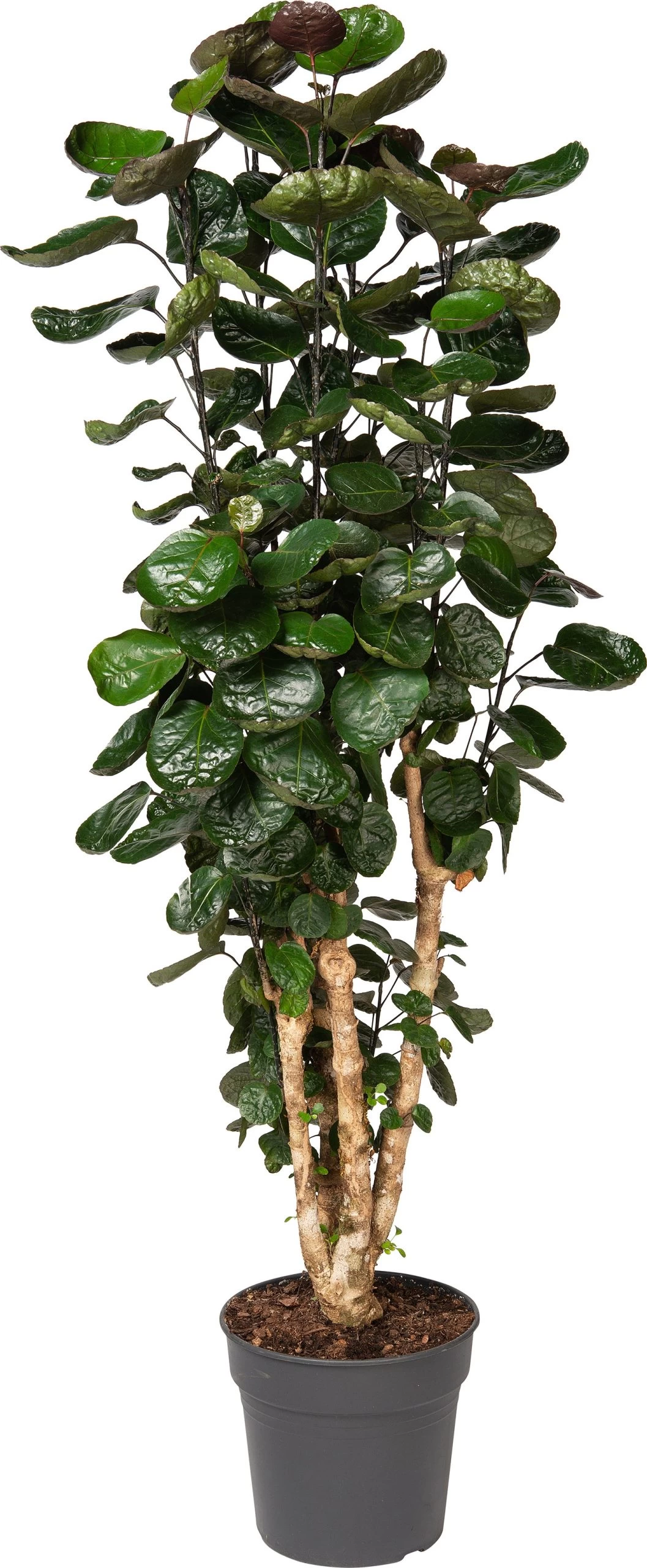 Aralia (Polyscias 'Fabian') D 31 H 150 Cm 1 Aralia (Polyscias 'Fabian') D 31 H 150 Cm